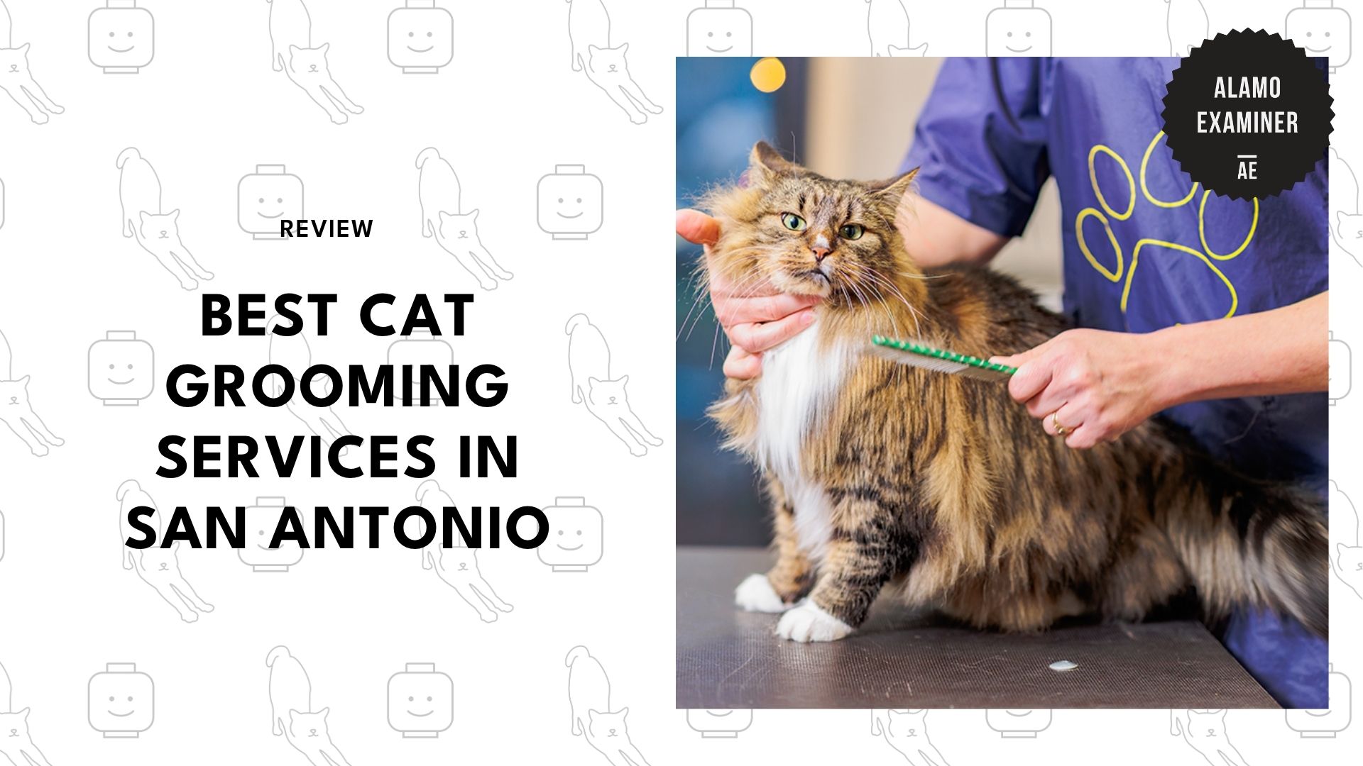 best-cat-grooming-san-antonio-banner
