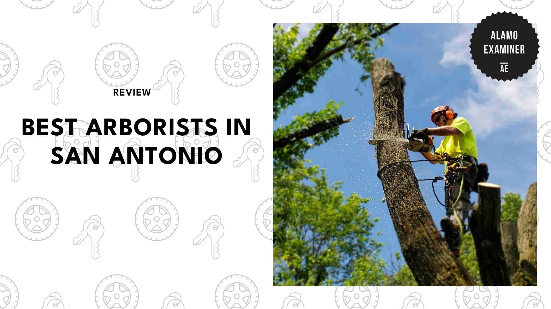 best-arborists-san-antonio