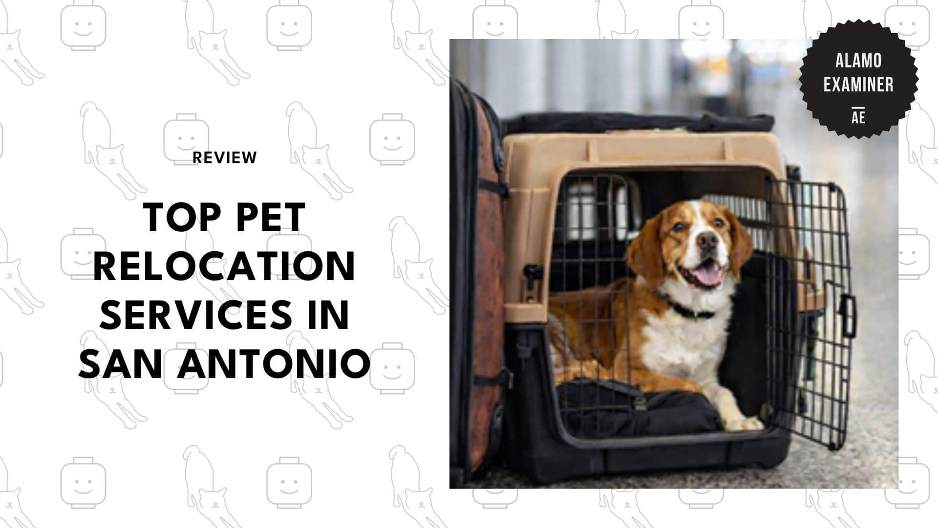 best-pet-relocation-san-antonio
