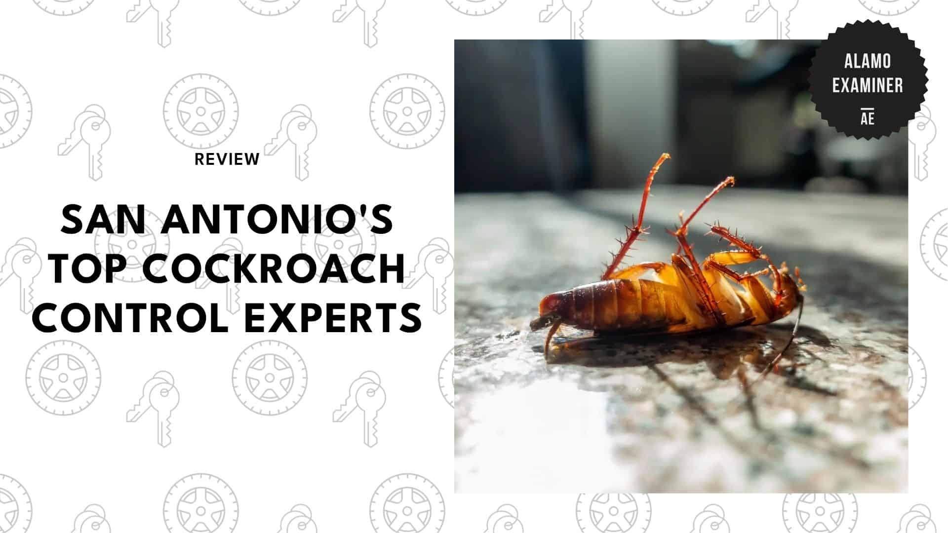 top-cockroach-control-san-antonio