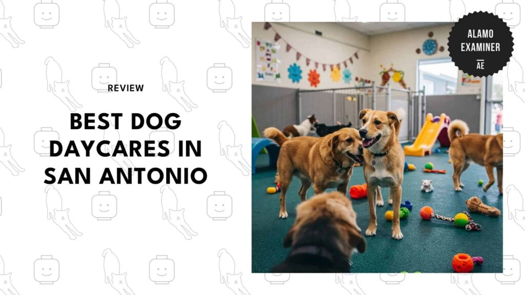 5 Best Dog Daycares in San Antonio for Trusted Pet Care Services