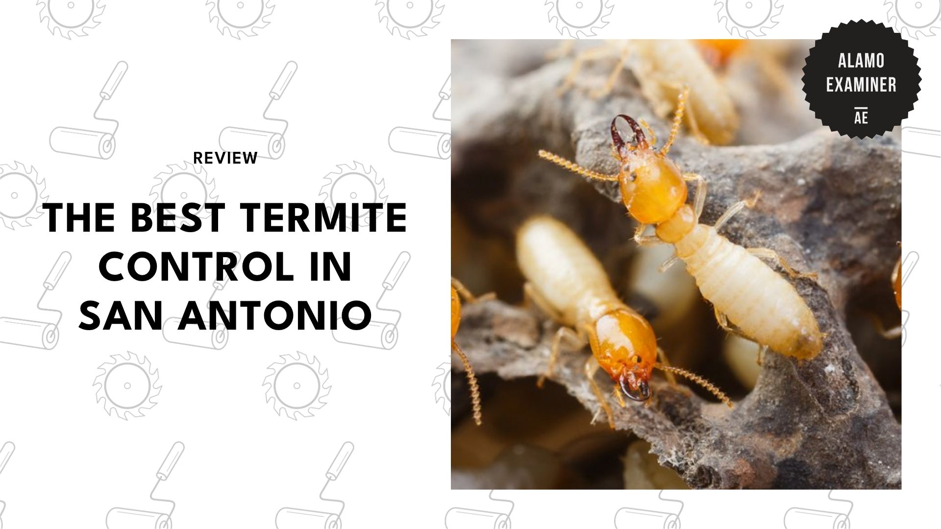 best-termite-control-san-antonio-banner
